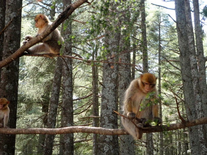 barbary monkeys