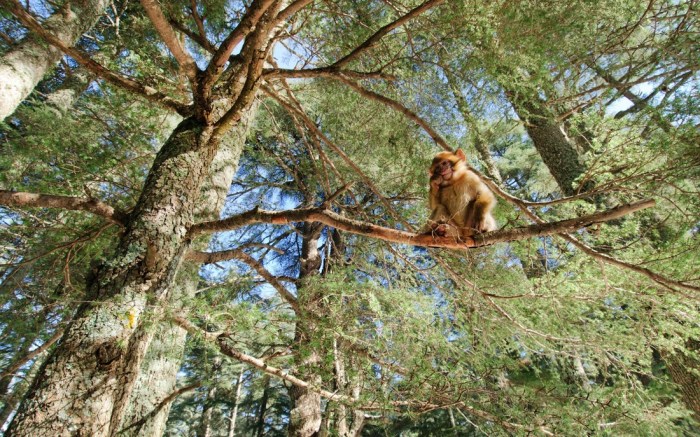 morocco forest monkeys